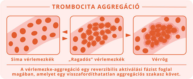 Cardio Fortis_Trombocita agregáció_Magyar.jpg