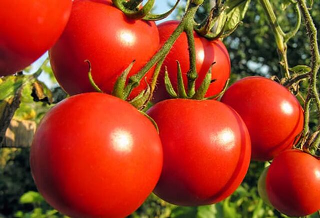 493ss_thinkstock_rf_tomatoes_ripening_on_the_vine.jpg